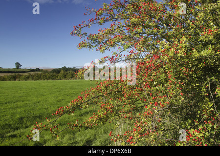 Politique L'aubépine (Crataegus monogyna) feuilles et baies, grandissant dans l'auburn à côté de pâturage, West Yorkshire, Angleterre, septembre Banque D'Images