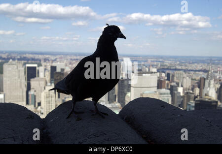 Oct 26, 2006 ; New York, NY, USA ; un pigeon est situé au-dessus de l'Empire State Building avec une vue de la ville de New York sur l'arrière-plan de crédit obligatoire : Photo par Jason Moore/ZUMA Press. (©) Copyright 2006 par Jason Moore Banque D'Images