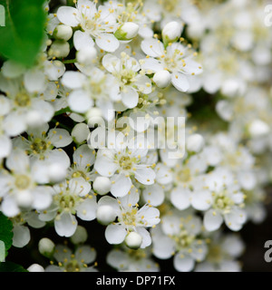 Pyracantha charme des fleurs au printemps Jane Ann Butler Photography JABP821 Banque D'Images