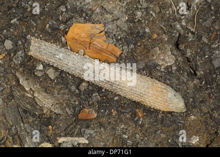 La colonne vertébrale de l'oursin fossile, Osmington Mills, Dorset, Angleterre, Août Banque D'Images