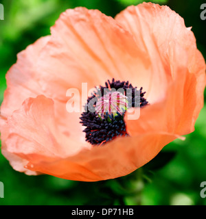 Orange magnifique pavot d'orient carneum Jane Ann Butler Photography JABP814 Banque D'Images