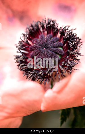 Superbe rose tendre, orange carneum pavot d'Orient Jane Ann Butler Photography JABP807 Banque D'Images