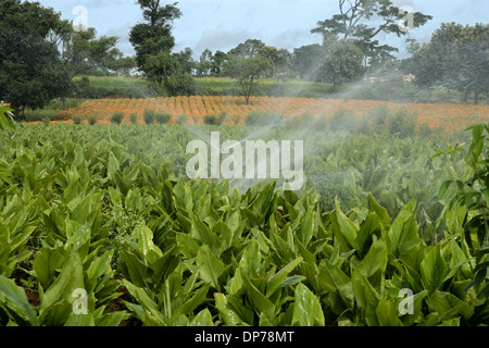 Le curcuma (Curcuma longa) culture, avec arrosage système irrigateur champ, Gundelpet, Karnataka, Inde, Septembre Banque D'Images