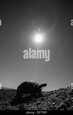 Une tortue du désert de Mojave (Gopherus agassizii) portrait dans le désert de Mojave, Californie du Sud Banque D'Images