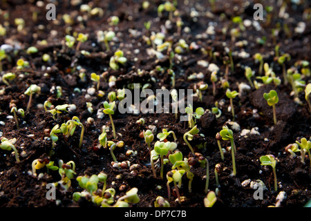 Close up de becs de brocoli dans un tableau de plus en plus top garden at home Banque D'Images