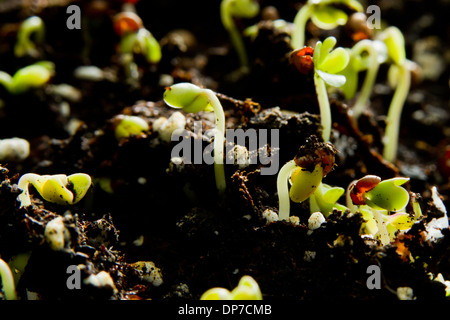 Close up de becs de brocoli dans un tableau de plus en plus top garden at home Banque D'Images