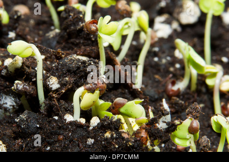 Close up de becs de brocoli dans un tableau de plus en plus top garden at home Banque D'Images