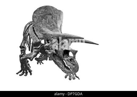 Les os fossilisés d'un tricératops, isolé sur un fond blanc. Banque D'Images