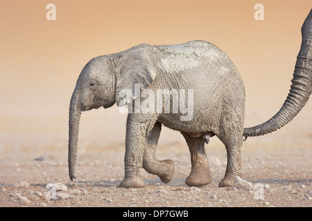 Veau éléphant boueux avec mother's trunk touchant de derrière ( Loxodonta Africana) Etosha ; Banque D'Images