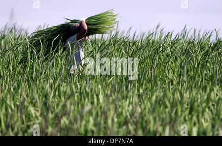 Oct 05, 2006 ; San Diego, CA, USA ; les champs de fleurs ont été préservés pour l'agriculture. Un travailleur agricole a été cueillir des fleurs du champs de fleurs de Carlsbad. Crédit obligatoire : Photo par Scott Linnet/San Diego Union-Tribune/ZUMA Press. (©) Copyright 2006 par San Diego Union-Tribune Banque D'Images