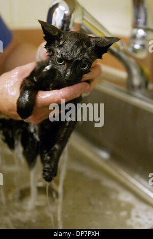 Nov 27, 2006 ; Palm City, FL, USA ; bebe, obtient une baignoire à la Humane Society of the Treasure Coast. La soeur de bebe Bijou, a été adopté, mais Bebe est toujours disponible. Elle est baignée par Linda Hammond, cq. Hammond, cat tech superviseur, a travaillé dans les refuges pendant 20 ans et a été à l'un pour quatre ans. Elle adore son travail, mais il dit qu'il est parfois difficile. 'Parce qu'ils (les chats) c Banque D'Images