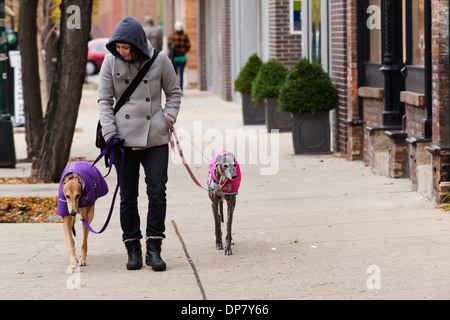 Femme marche deux chiens Greyhound à Chicago se trouve à proximité du parc. Banque D'Images