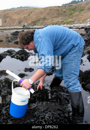 Sep 14, 2006 - Fort Ross, CA, USA - JONATHON STILLMAN, physiologiste écologique à San Francisco State's Centre, Romberg Tiburon Chasse aux crabes porcelaine à Fort Ross State Historical Park en septembre 2006. Banque D'Images