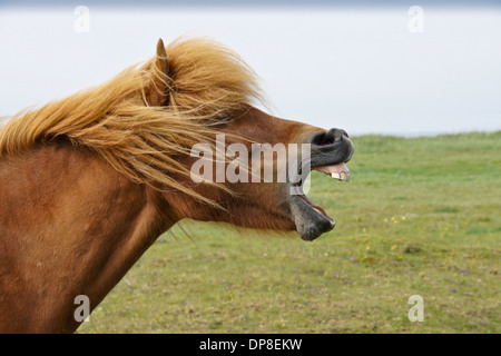 Icelandic Horse bâillements (ou de rire), l'Islande Banque D'Images