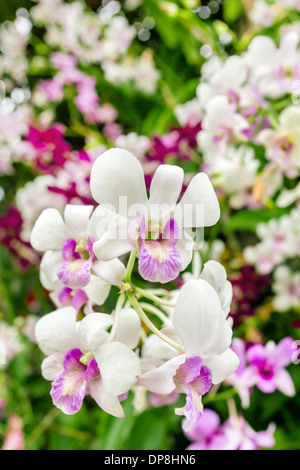 Belles fleurs orchid closeup Banque D'Images