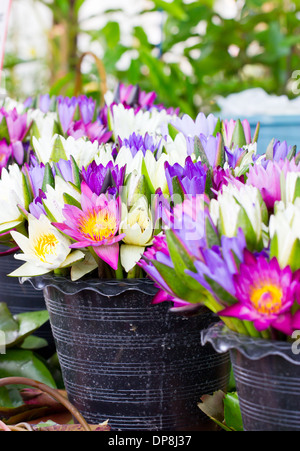 Bouquets de nénuphars dans le marché. Banque D'Images