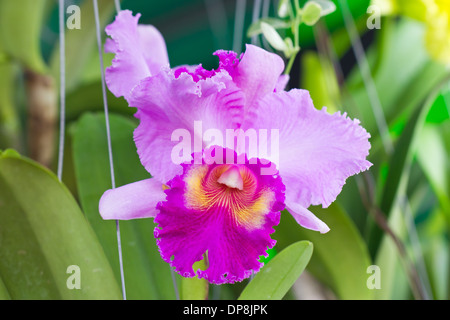 Orchidée cattleya rose fleur. Banque D'Images