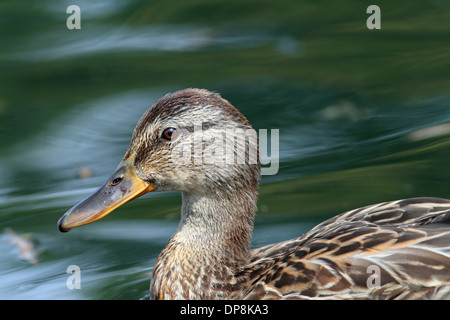 Profil d'un canard colvert femelle ( Anas platyrhynchos ) Banque D'Images