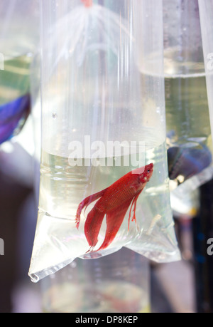 La lutte contre le poisson rouge dans l'oxygène tube en plastique. Banque D'Images