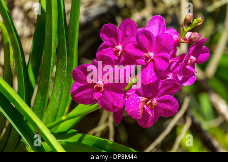 Belles fleurs orchid closeup Banque D'Images