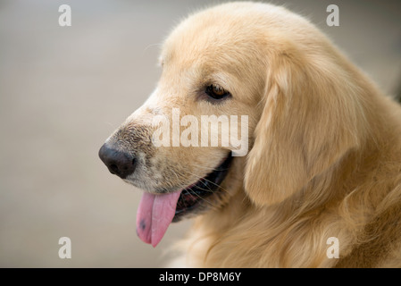 Un de Weda, un joli chien golden retriever à coller sur le côté, la langue Banque D'Images