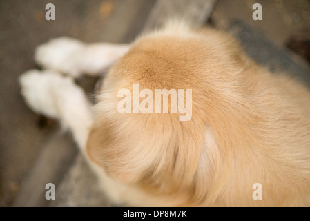 Un joli chien golden retriever, ses pattes au repos, fixant, prises en vue de dessus Banque D'Images