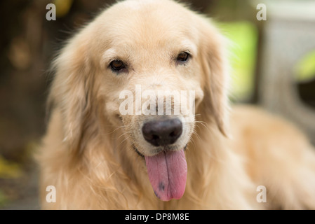 Un joli chien golden retriever, portrait smiling coller sa langue dehors. Banque D'Images