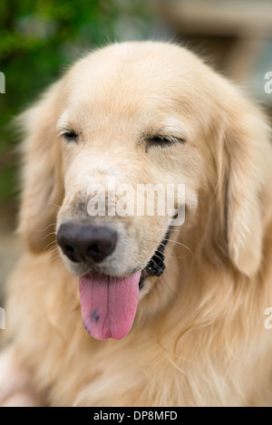 Un joli chien, golden retriever, souriant avec les yeux fermés, collant sa langue, heureux. Banque D'Images