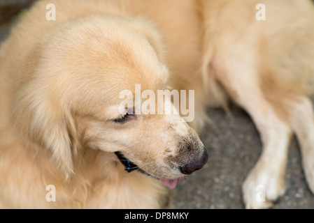 Un joli chien, golden retriever, fixant à la route, heureux et souriant Banque D'Images