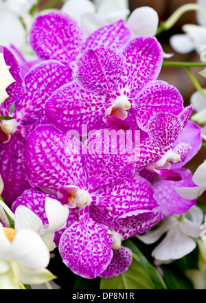 Orchidée vanda pourpre. Banque D'Images