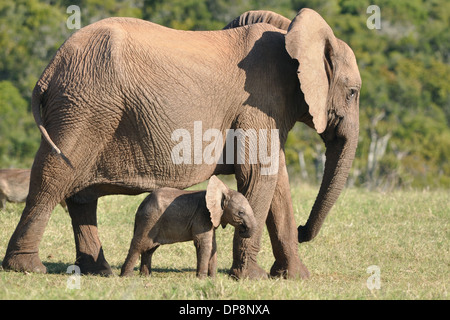 L'éléphant d'Afrique et bébé éléphant, Loxodonta africana,, l'Addo Elephant National Park, Eastern Cape, Afrique du Sud, l'Afrique Banque D'Images