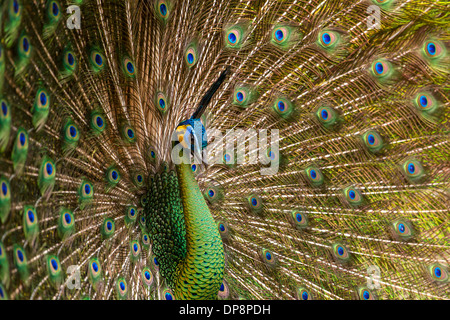 Portrait de belles plumes de paon avec Banque D'Images