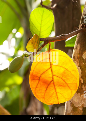 Petit arbre à pain (Artocarpus heterophyllus) avec feuilles multicolores. Banque D'Images