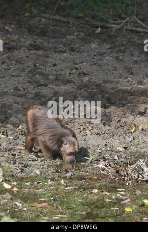 Les macaques à queue souche potable(Macaca arctoides) Banque D'Images