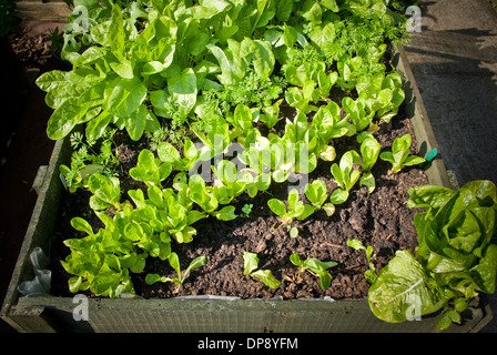 Salade de jeunes plants dans le semoir en bois Banque D'Images