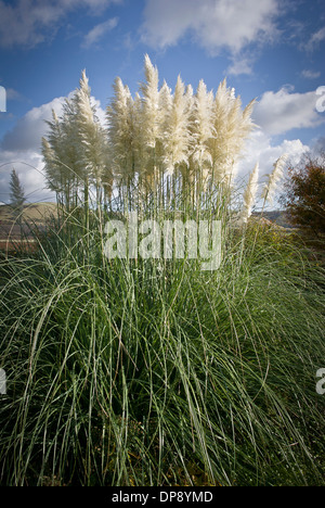 Panaches de Cortaderia selloana dans photographie verticale Banque D'Images