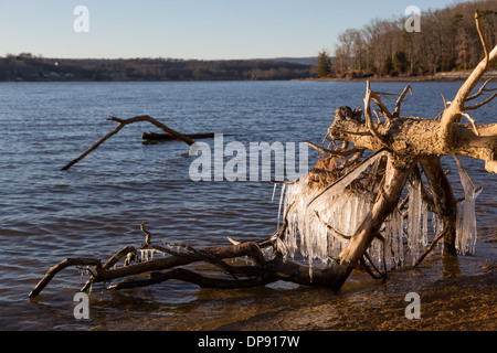 Les glaçons suspendus à un arbre tombé le long de la rive d'un lac au coucher du soleil Banque D'Images