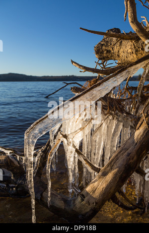 Les glaçons suspendus à un arbre tombé le long de la rive d'un lac au coucher du soleil Banque D'Images