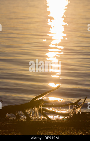 Les glaçons suspendus à un arbre tombé le long de la rive d'un lac au coucher du soleil Banque D'Images