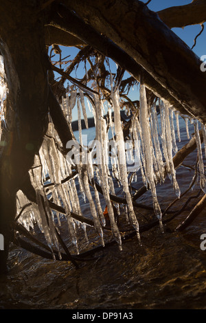 Les glaçons suspendus à un arbre tombé le long de la rive d'un lac au coucher du soleil Banque D'Images