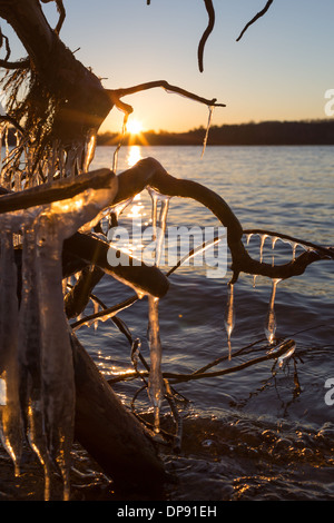 Les glaçons suspendus à un arbre tombé le long de la rive d'un lac au coucher du soleil Banque D'Images