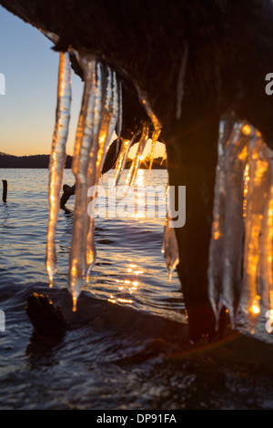 Les glaçons suspendus à un arbre tombé le long de la rive d'un lac au coucher du soleil Banque D'Images