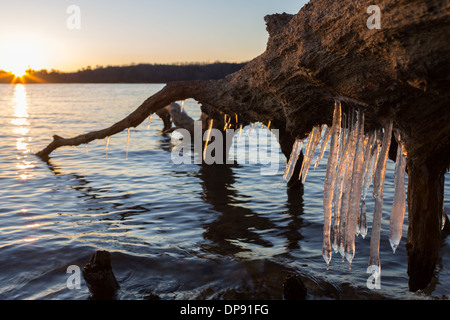 Les glaçons suspendus à un arbre tombé le long de la rive d'un lac au coucher du soleil Banque D'Images