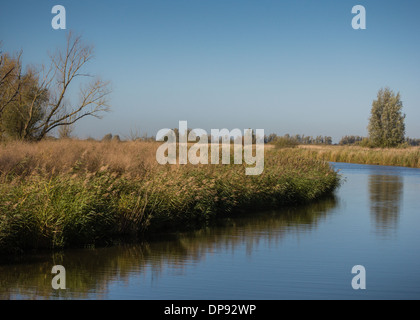 Réserve naturelle Oostvaardersplassen aux Pays-Bas à l'automne Banque D'Images