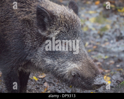 Sanglier adultes à latéralement dans l'appareil photo Banque D'Images