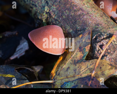 Hirneola auricula-judae ou Auricularia auricula-judae champignons, également connu sous le nom de l'oreille de juif, de bois ou de l'oreille oreille gelée Banque D'Images