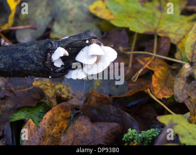 Crepidotus variable ou Oysterling vit de champignons sur le bois mort Banque D'Images