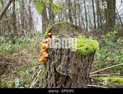 Colybie a également connu sous le nom de champignons la queue de velours Banque D'Images