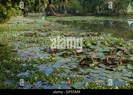 Star Lotus nénuphar (Nymphaea nouchali commun et jacinthe d'eau (Eichhornia crassipes) étouffer une voie navigable à un petit village, près de Kumarakom, Kottayam, Kerala, Inde Banque D'Images