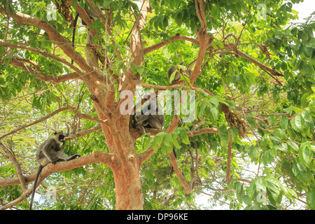 Face noire singes dans SriLanka assis sur les branches d'arbres Banque D'Images